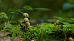 Köln: Waldspaziergang zum Herbstanfang