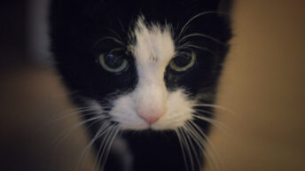 hobweek KW51 + KW52 - 2016