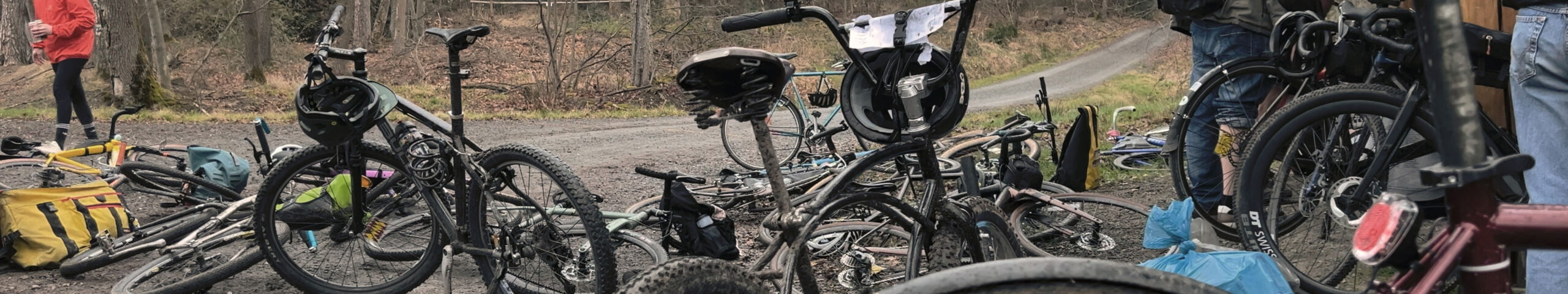 Forsticat - Ein Alleycat im Wald